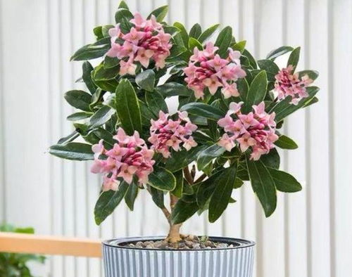 瑞香花怎么养？新手也能养爆盆的小技巧是什么