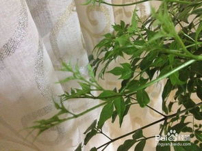 狗牙花虫害如何根除？
