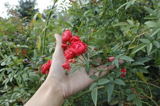 花海中的意外惊喜