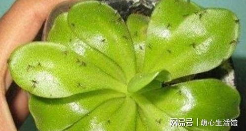 花盆里虫子怎么去除？教你几招简单有效的灭虫方法