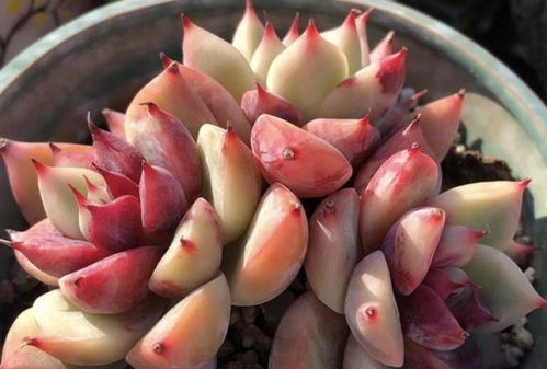 到底哪些多肉植物植料geng适合？