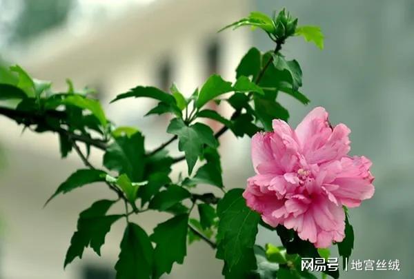 木槿花每天几点浇水最合适？如何正确浇水避免根部腐烂