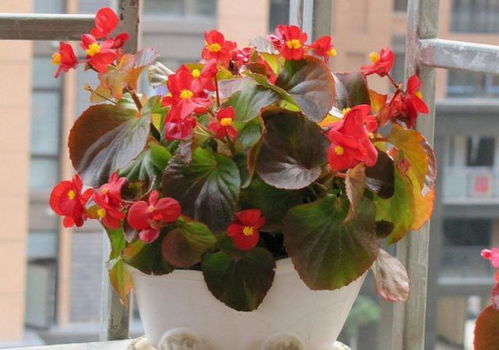 室内养护盆栽茶花