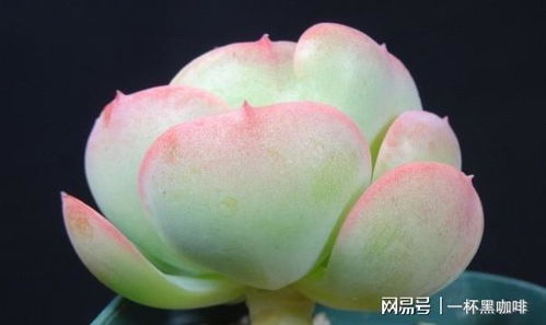 多肉碧桃繁殖方法有哪些？如何实现无土栽培