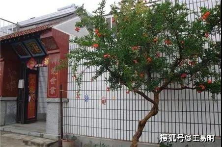 院子大门两边种什么树好？行家推荐