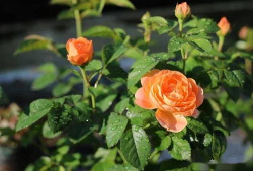 guan与红果汁月季的碎碎念