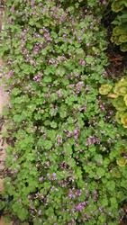 夏日里的花坛佳作——雏菊、 三色堇等