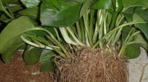 绿萝藤条长长尾状之谜