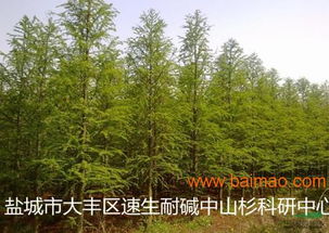 盐城的未来希望