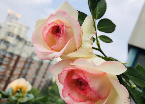 蚧壳虫，用酒精！