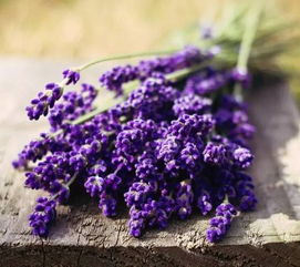 薰衣草：天然的睡眠神器