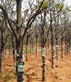 植物叶子卷卷的奇怪现象