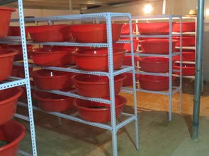 土元养殖需准备养殖箱、饲料、温度计等工具
