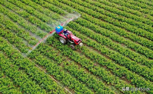 百菌清的使用浓度和喷洒方法