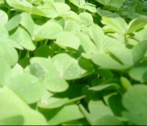 三叶草的神奇魅力：红花三叶草每年需重新种植吗？