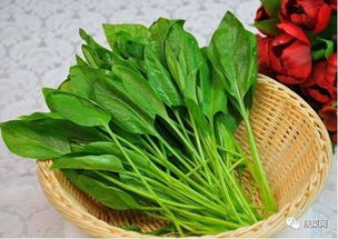 鹅肠菜药用价值高，农业新宠