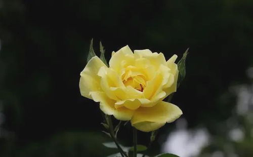 换盆， 月季的新生