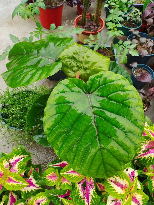 衰老死亡期的施肥，就是别再浪费了