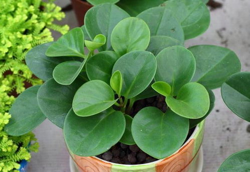 懒人植物入门：鹅掌柴——耐寒耐旱的绿色守护者