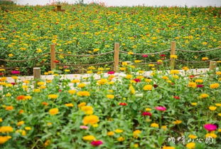 喷泉池边的植物