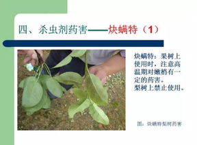 齿裂大戟：剧毒草本