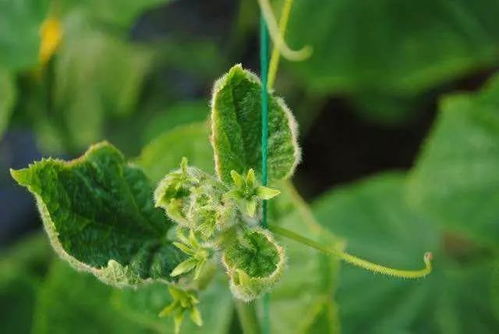 甲霜灵锰锌的组成