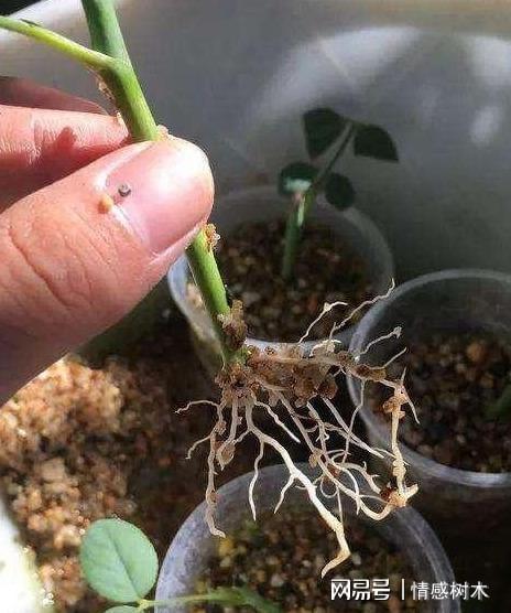 罗汉松种子种植，从选种到成树