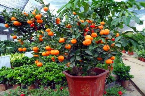 金橘，别名桔子花