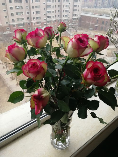 玫瑰的世界，花种繁多，你了解多少呢？