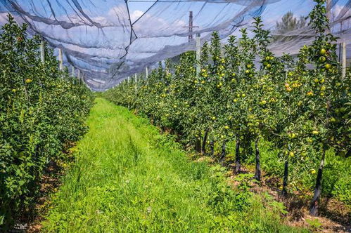 洼地种植耐水涝草种的可嫩性