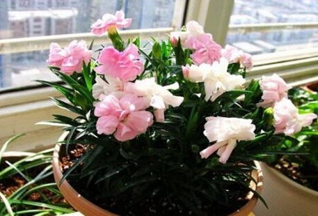 追施有机肥， 补充养分