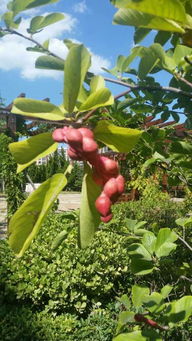 玉兰花种子泡水堪演技