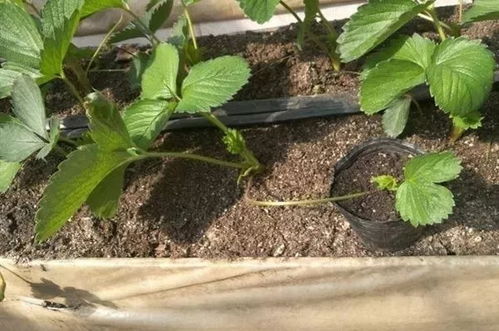 温室草莓定植前后病虫害防治，关键在于预防为主