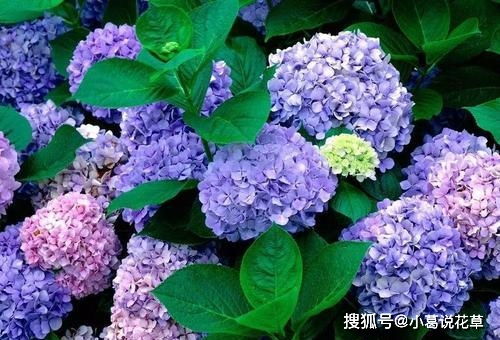 绣球花：小巧花球， 生命力顽强