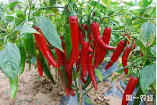 辣椒苗高产种植技巧有哪些？如何才能提高辣椒产量