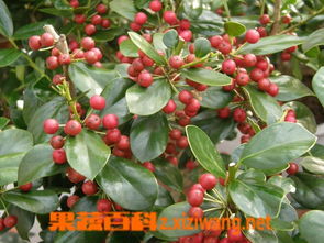 小薇的教训：阳光直射叶片受伤