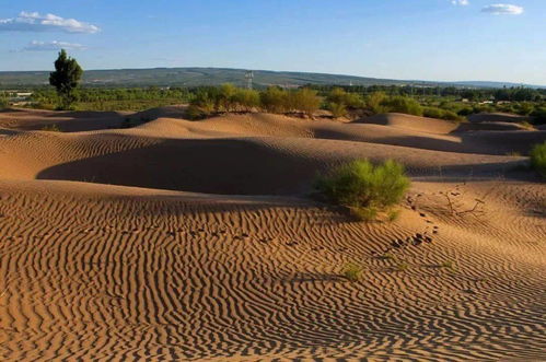 沙漠与旱区植物生存的奥秘