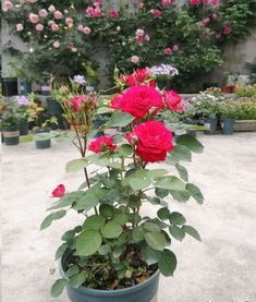 浇水，月季花的小心肝