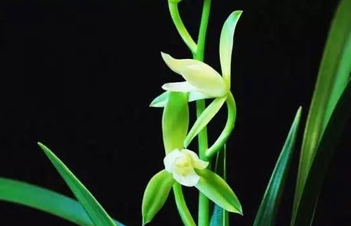 兰花的观赏价值与适应Neng力