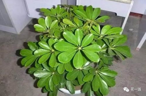 鸭掌木为什么掉叶子？是土壤、水分、光照还是病虫害等原因导致的脱叶现象