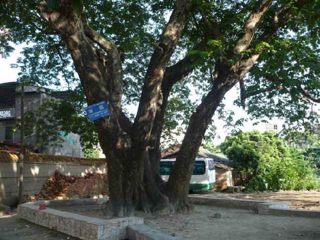 颐和园的绿意盎然