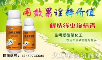 根结线虫与花生自身的根瘤的区别