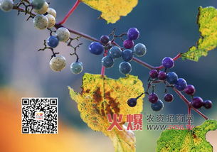 一边使用什么农药防治树木病虫害？