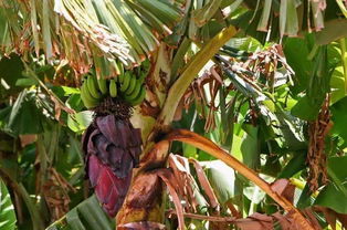 香蕉树的生长环境