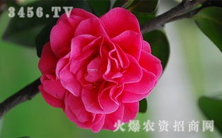 山茶花的药用价值：梗多用途