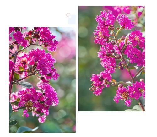 夏日繁花， 生命画卷