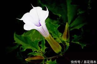 粉色曼陀罗，温柔与爱的使者
