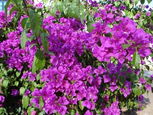 芸香花高效种植技巧：畜牧行业必备指南！