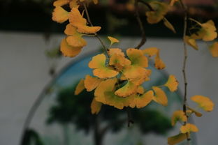 迎春花的五彩斑斓世界