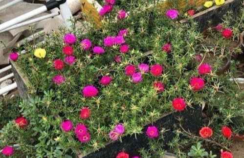 植物 9种好养易活又适合秋季种植的花儿